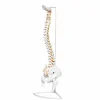 Flexible Human Spine Model On Stand