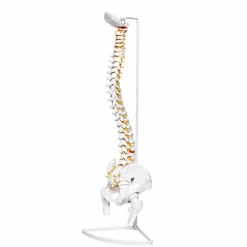 Flexible Human Spine Model On Stand