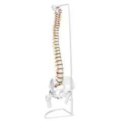 Flexible Human Spine Model On Stand