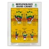 Foot & Hand Reflexology Chart