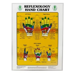 Foot & Hand Reflexology Chart