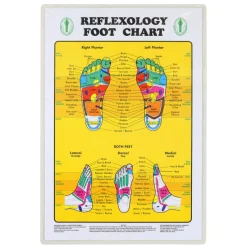 Foot Reflexology Chart