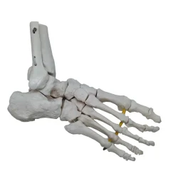 Foot Skeleton Model With Portion Of Tibia And Fibula
