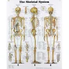 Human Skeletal System Chart