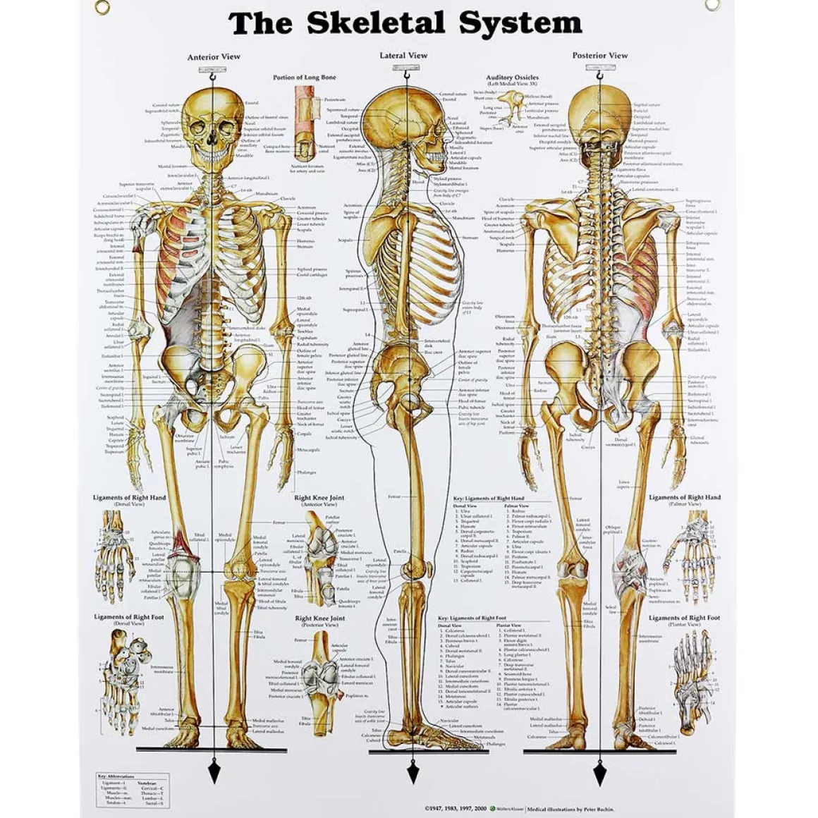 Human Skeletal System Chart