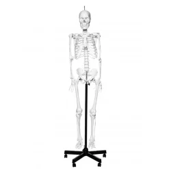 Human Skeleton Model With Stand On Wheels