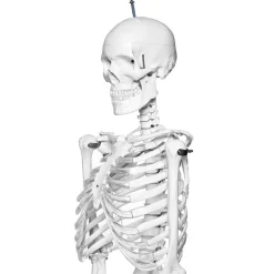 Human Skeleton Model With Stand On Wheels