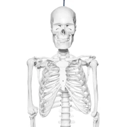 Human Skeleton Model With Stand On Wheels