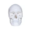 Human Skull Model