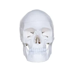 Human Skull Model