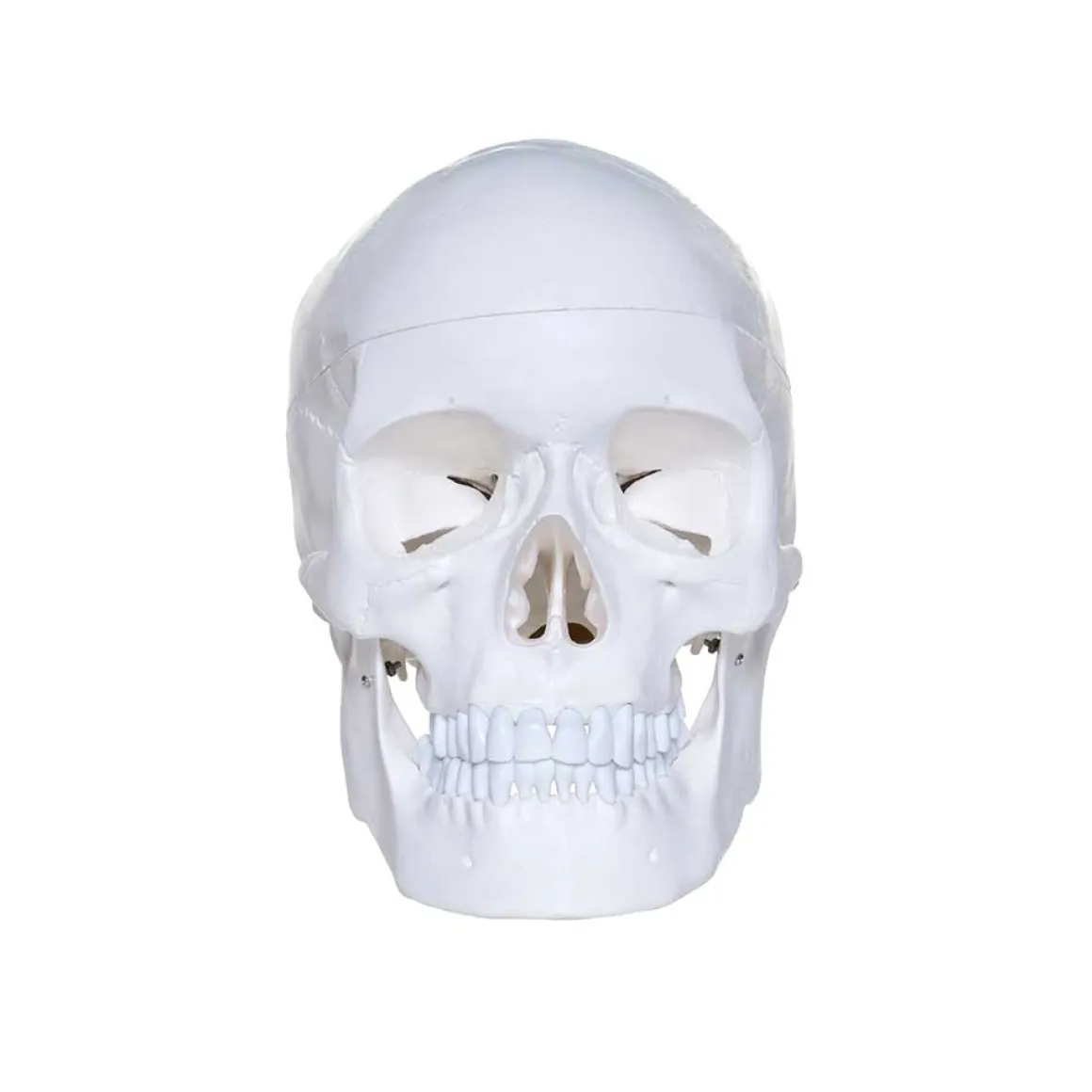 Human Skull Model