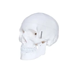 Human Skull Model