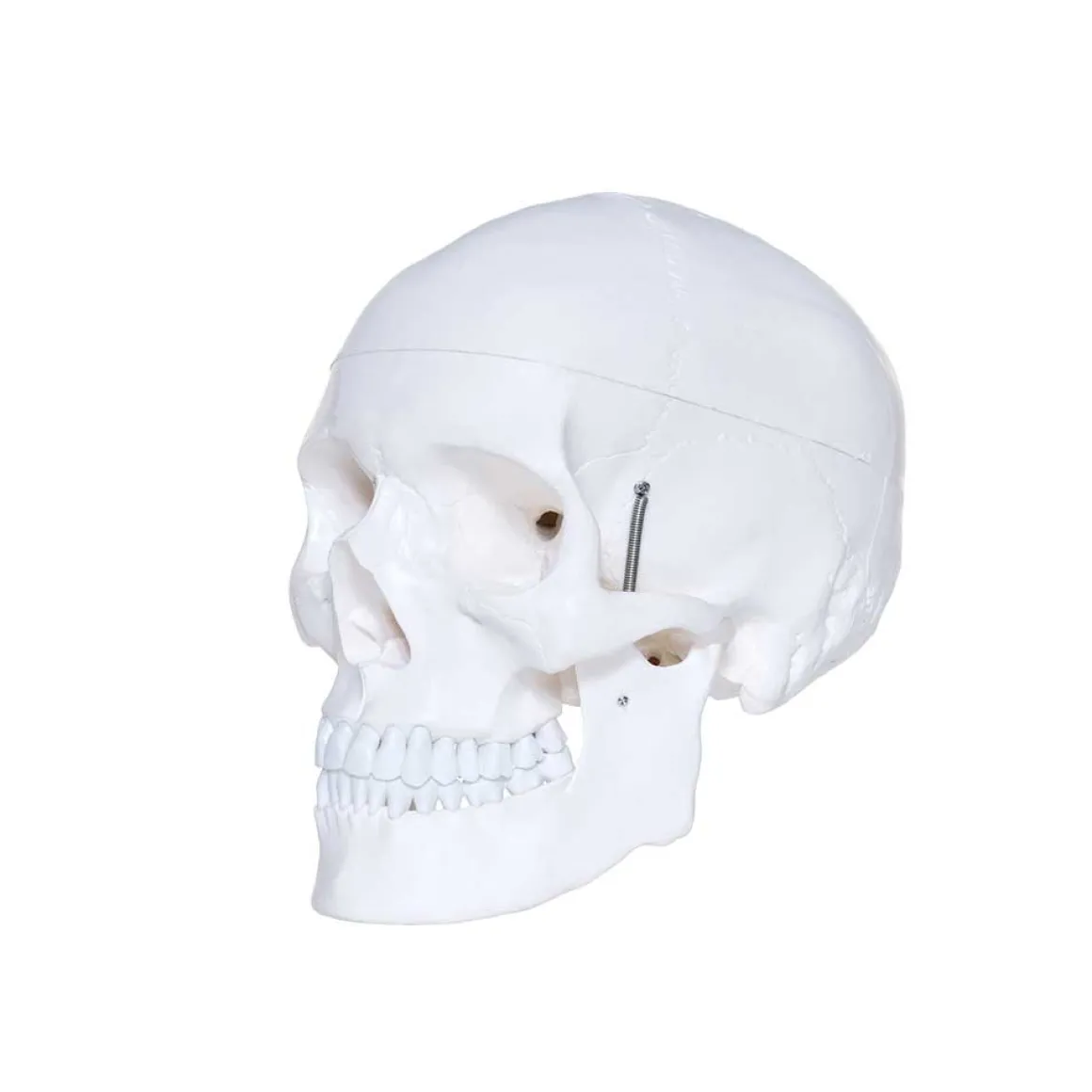 Human Skull Model