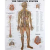 Nervous System Chart