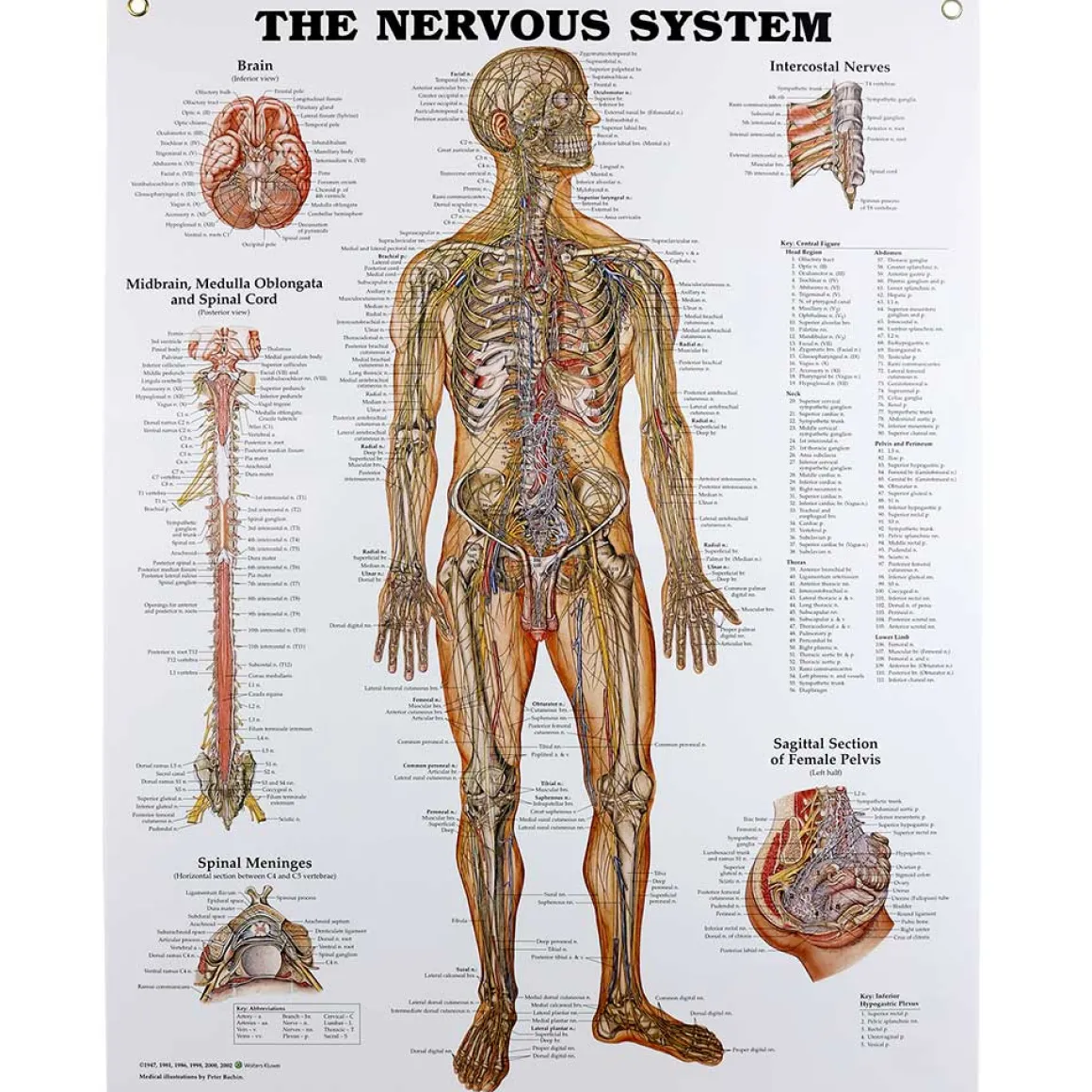 Nervous System Chart