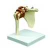Shoulder Joint Model With Ligaments