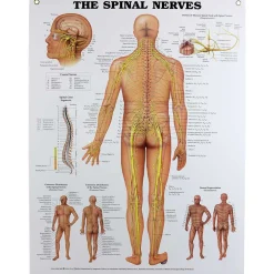 Spinal Nerves Chart